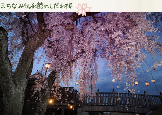 まちなみ伝承館のしだれ桜