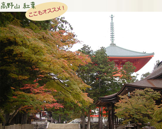 高野山 紅葉　高野山 紅葉　